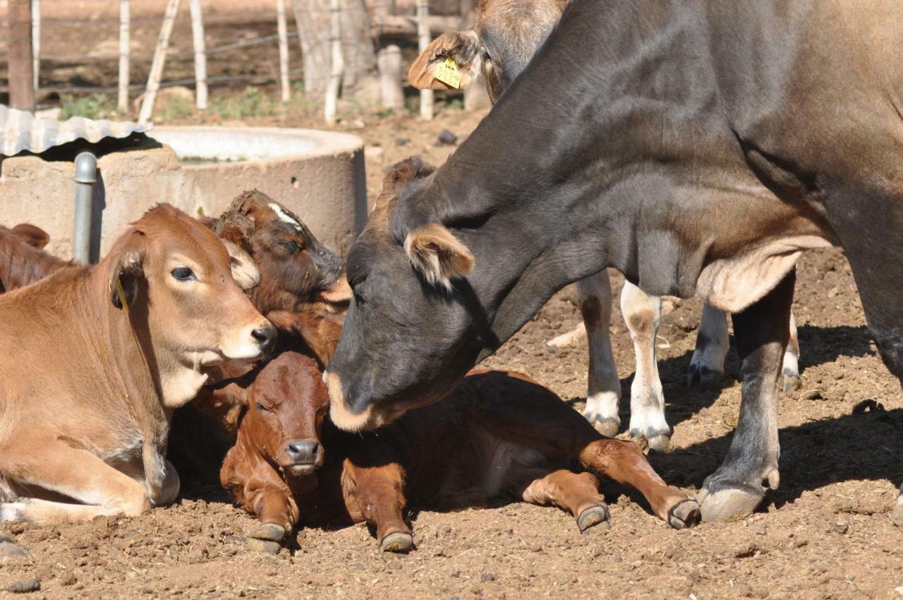 Haasenhof Gaestefarm Okahandja Exterior foto
